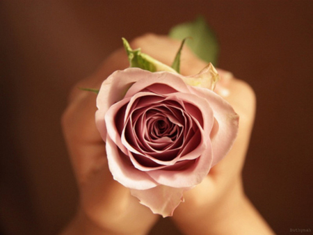 Lovely Pink âœ¿ - gift, pink, rose, lovely, for u