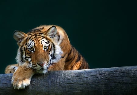 tiger - cute, animal, big cat, cat