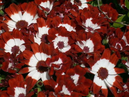 RED AND WHITE FLOWERS - pretty, flowers, white, red