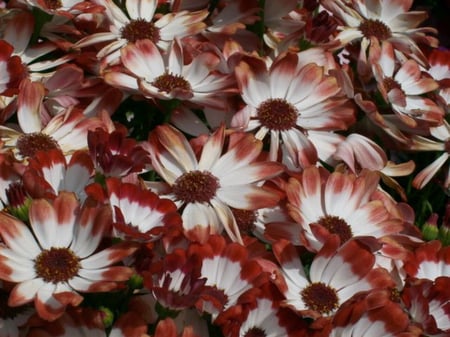 BROWN AND WHITE FLOWERS - flowers, white, brown, pretty