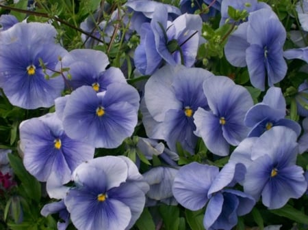 purple - nice, flowers, pretty, lovely