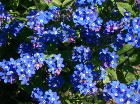 TINY BLUE FLOWERS - tiny, pretty, flowers, blue