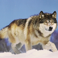 "Leader of the pack".....