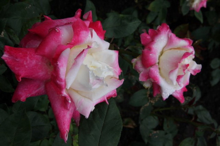 PINK WITH WHITE ROSE - flowers, white, red, rose