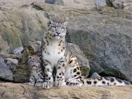 Snow  Leopard - zapada, munte, leopard, minunat