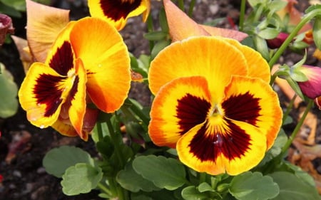 PRETTY PANSIES - flowers, pretty, yellow, pansies