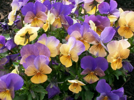 PRETTY VIOLETS - violets, flowers, pretty, yellow