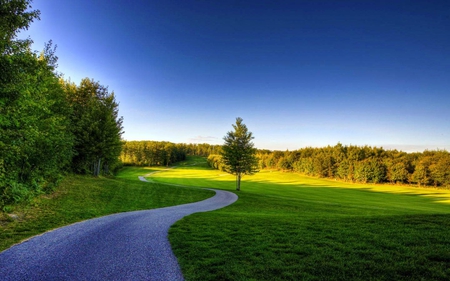 trees - nature, fields, outdoors, trees