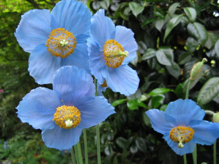 BLUE BLOOMS - flowers, blooms, pretty, blue