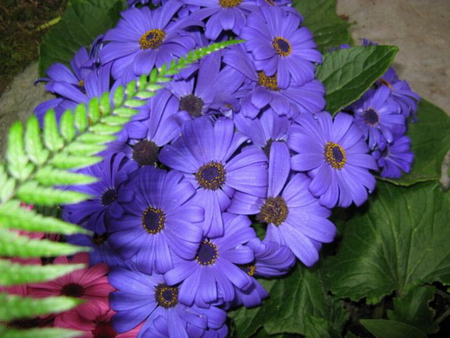 PURPLE AMONG GREEN - daisies, purple, green, leaves