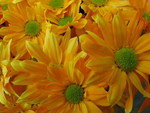 YELLOW DAISIES