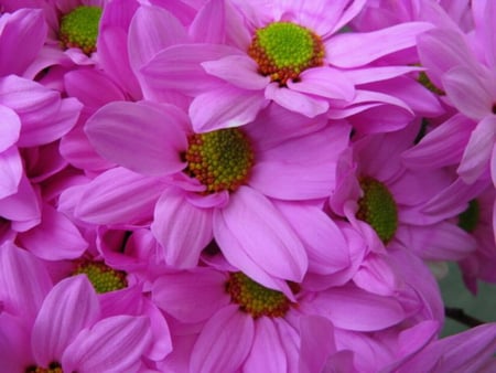 PINK DAISIES - pretty, pink, centre, green