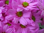 PINK DAISIES