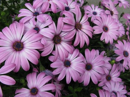 PALE PURPLE DAISIES - flowers, daisies, purple, pretty