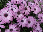 PALE PURPLE DAISIES