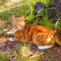 Ginger cat