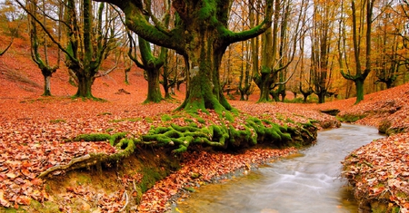 Shallow Forest - sky, forest, river, nature, autumn