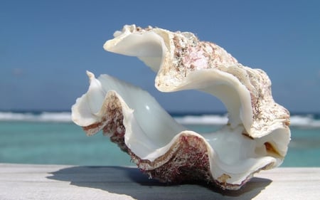 Seashell - beach, shell, ocean, blue, sand, sky, giant, photography, sea, nature