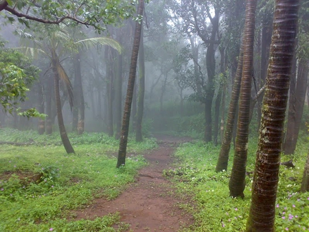 Let's Go Into The Forest - sky, forest, trees, nature, grass