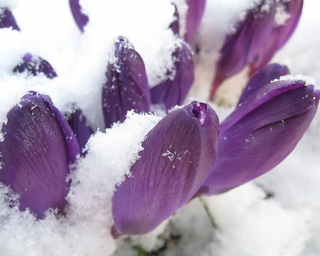 power of nature - nature, crocus, purple, snow, winter, spring