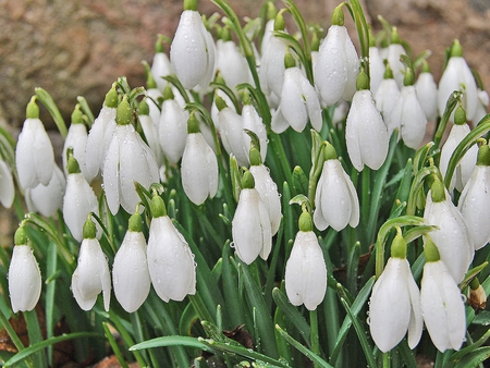 Snowdrops - white, snowdrop, rain, spring, flower