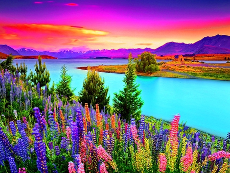 Flowers at sunset - sundown, riverbank, sun, laketekapo, stream, colorful, field, meadow, sunset, spring, amazing, view, reflection, river, lupin, lake, mountain, nature, floral, beautiful, sunrise, nice, sky, beach, trees, water, clouds, summer, shore, lovely, blue, colors, flowers