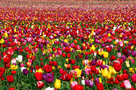 tulip field - flowers, tulips, nature, fields, colourful