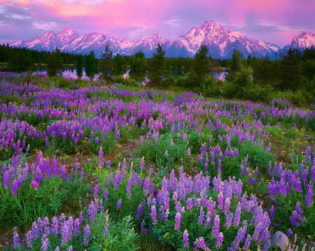 Purple world - summer, beautiful, snowy, meadow, peaks, mountain, flowers, colorful, nature, world, perple, field, floral