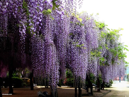 wisteria curtains - nature, wisteria, purple, curtains, floral