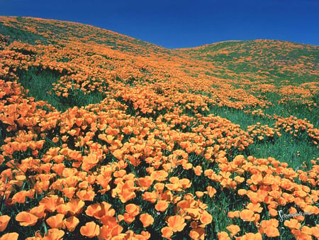 Carpet of Orange - flowers, field, carpet, orange