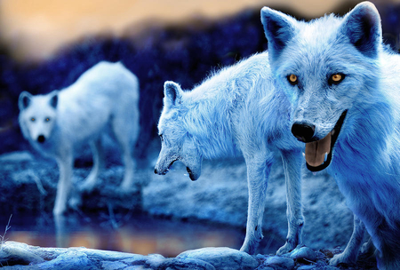 Arctic white wolves - white, arctic, wolves, beautiful