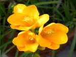 Freesias