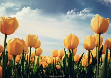 A dreamy world - sunny, yellow tulips, leaves, flowers, field, sunny day, sky, clouds, tenderness, sunshine, beauty, lovely, petals, tulips, nature, world, dreamy