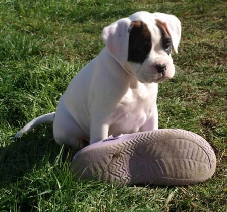 MY SHOE, NOT YOURS!!! - cute, pup, shoe, boxer