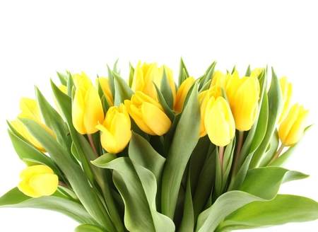 Yellow tulips - beauty, yellow flowers, tulips, bouquet, lovely, nature, yellow, yelow tulips, petals, white backgrounds, sunny flowers, leaves, sunny, sweet, flowers, cute