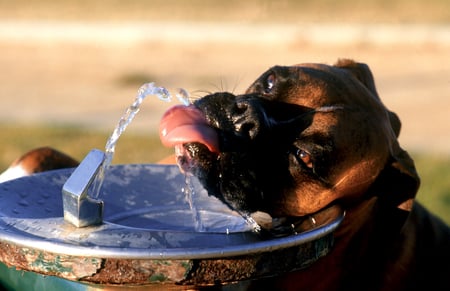 Man, am I thirsty!! - drink, fountain, boxer, dog