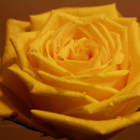 Yellow rose