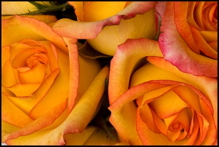 Roses - beauty, roses, petals, bouquet, tenderness, sunny, flowers, lovely