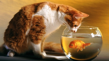 Cat and Fish - cats, golden fish, animals, cute, beautiful, fish