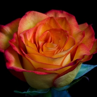 Lovely rose