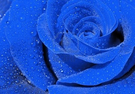 Rose - blue, dew, rain, rose, flower