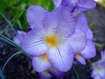 Freesia