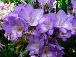 Freesias