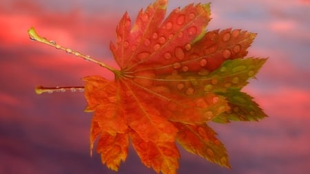 Autumn leaf - leaf, autumn, sunrise, rain