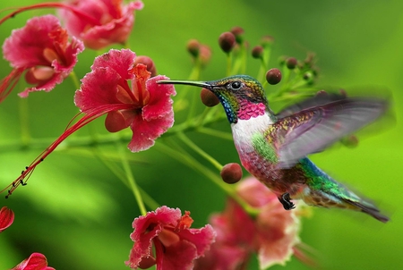 Humming Bird - picture, flys, humming, animals, beautiful, flowers, bird, little