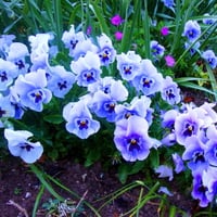 Pansy blues