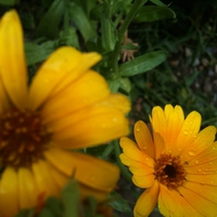 Flowers after rain :)