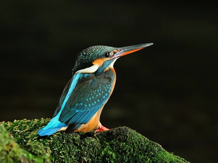 Kingfisher - beautiful, kingfisher, bird, picture