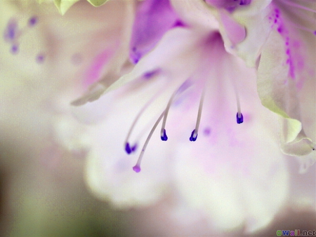 Softness of spring - white, purple, delicate, pastel, lily, soft, mauve