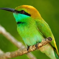 Colorful Bird